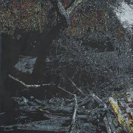 Arikok